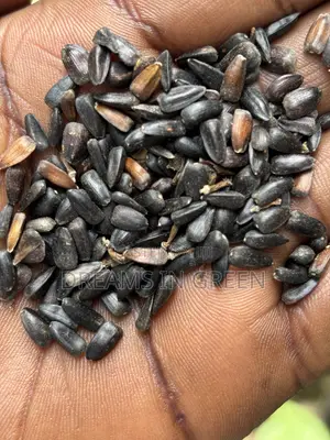 Sunflower Seeds