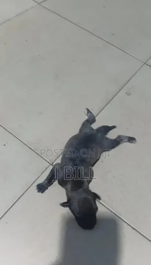 0-1 month Female Mixed Breed Doberman Pinscher