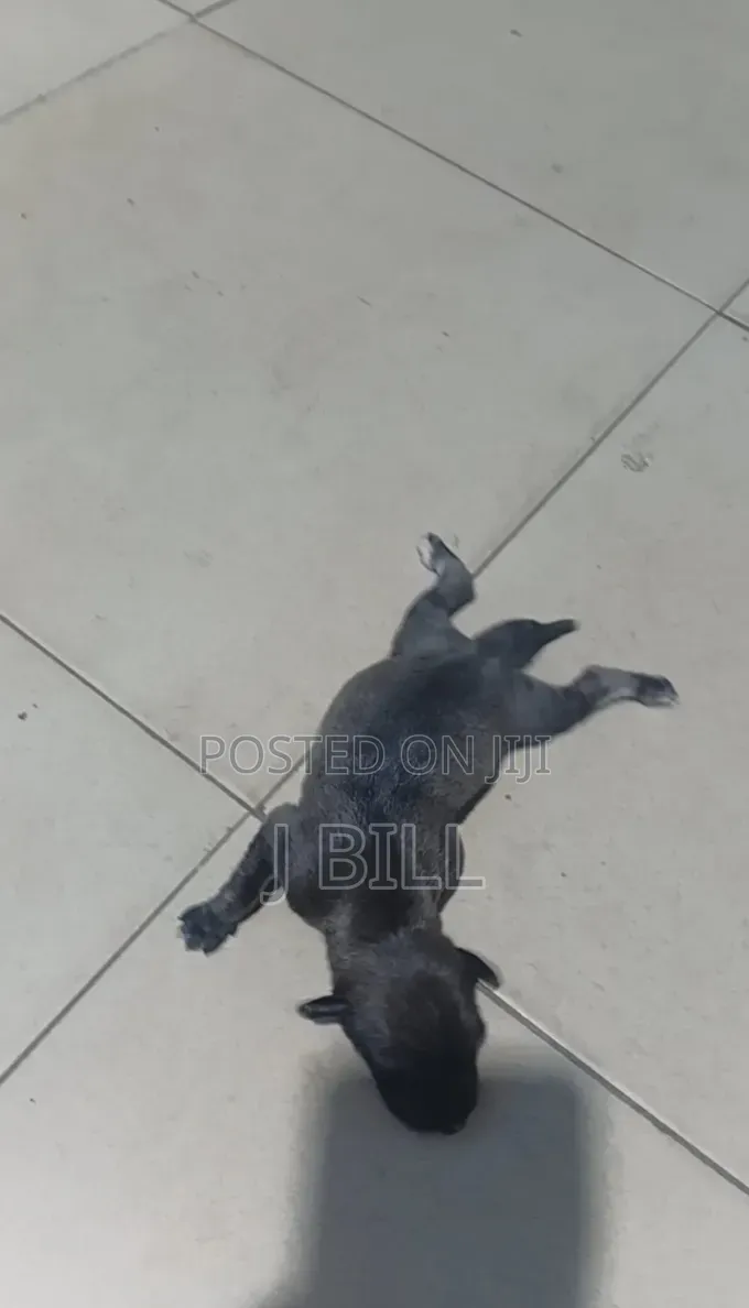 0-1 month Female Mixed Breed Doberman Pinscher
