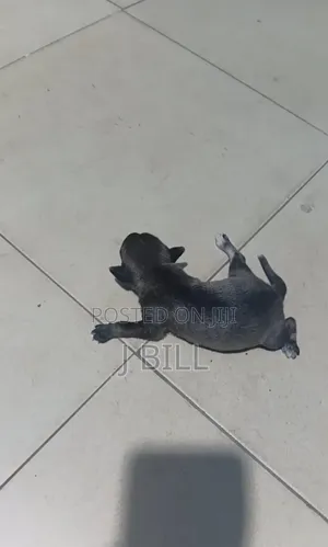 0-1 month Female Mixed Breed Doberman Pinscher
