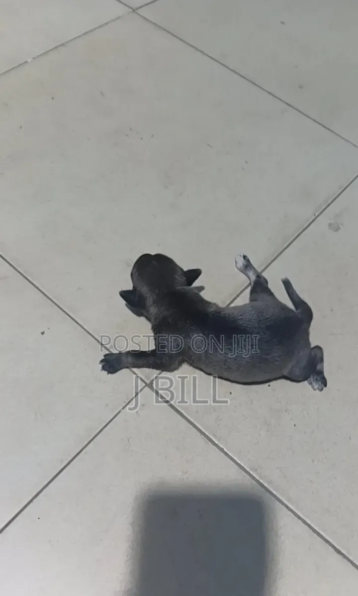 0-1 month Female Mixed Breed Doberman Pinscher