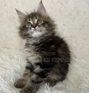 3-6 months Male Purebred Maine Coon