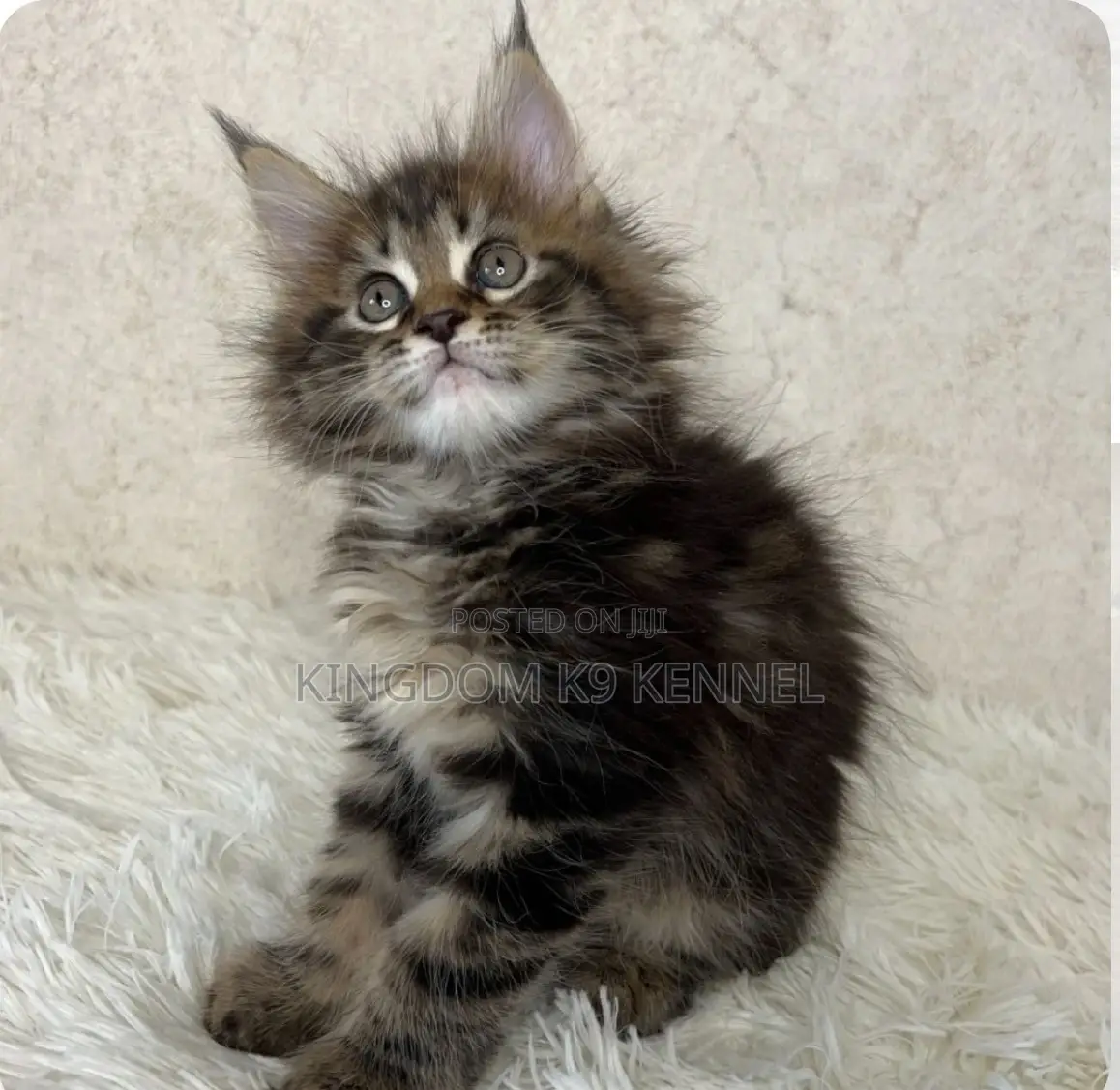 3-6 months Male Purebred Maine Coon