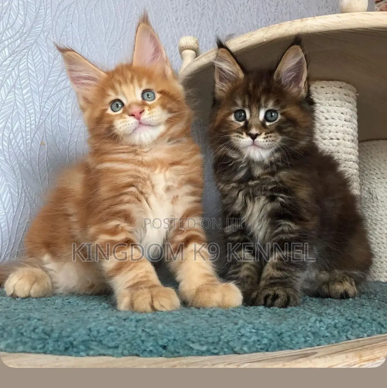 3-6 months Male Purebred Maine Coon
