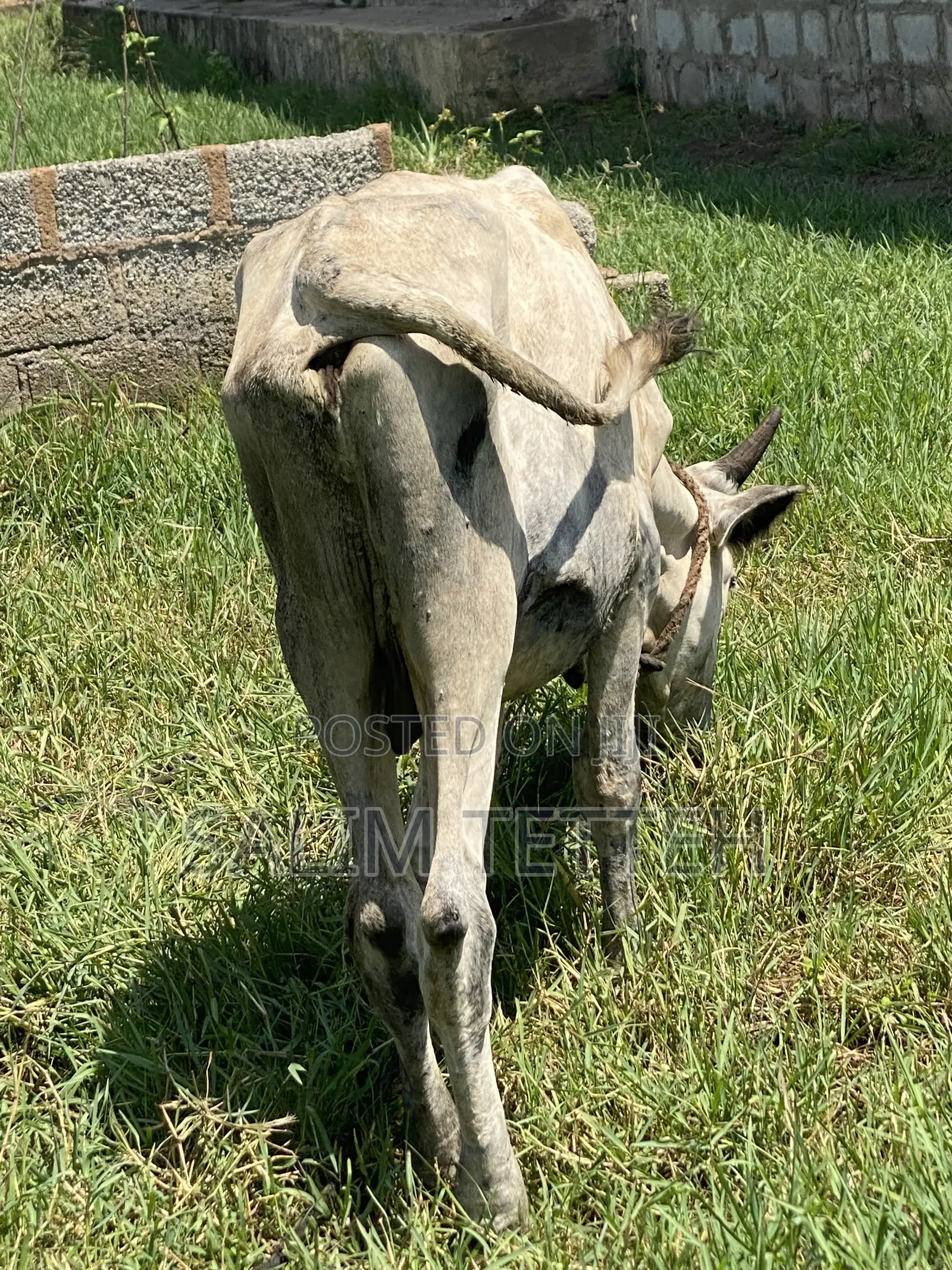 Inbox Cow for Cool Price