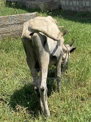 Inbox Cow for Cool Price
