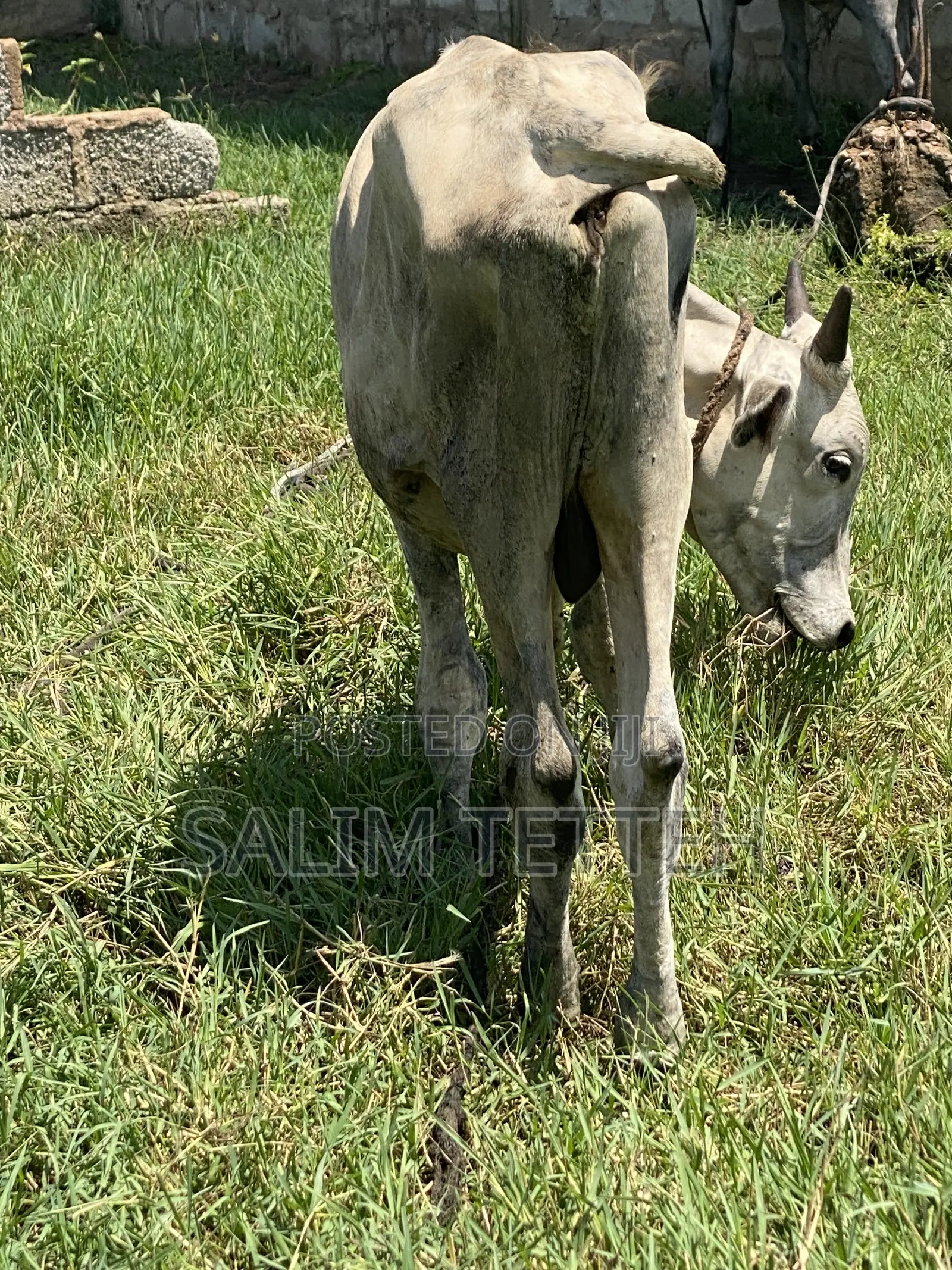 Inbox Cow for Cool Price