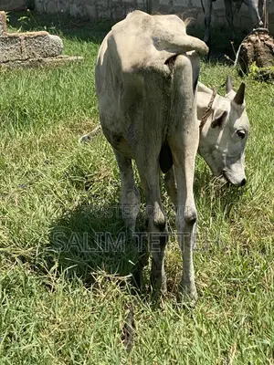 Inbox Cow for Cool Price