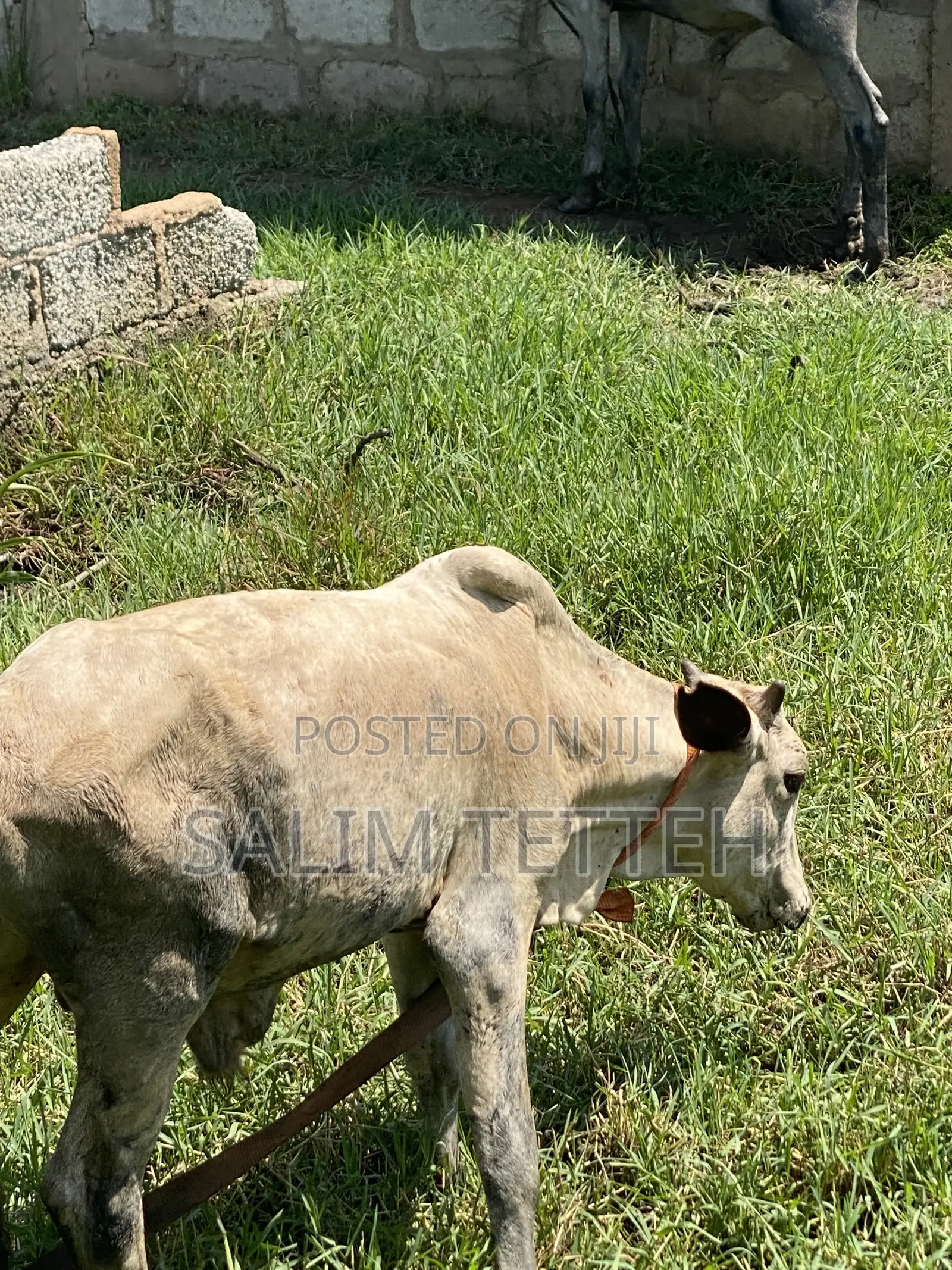 Cow 4k Going for Cool Price