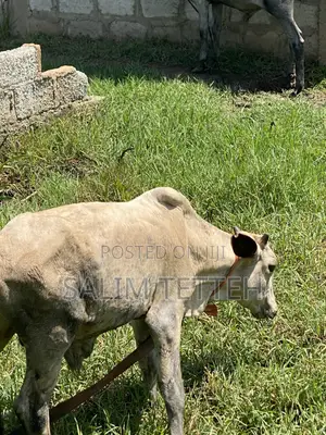 Cow 4k Going for Cool Price