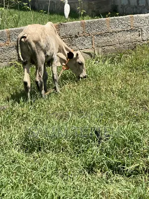 Cow 4k Going for Cool Price