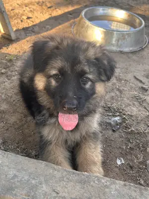 1-3 months Male Purebred German Shepherd