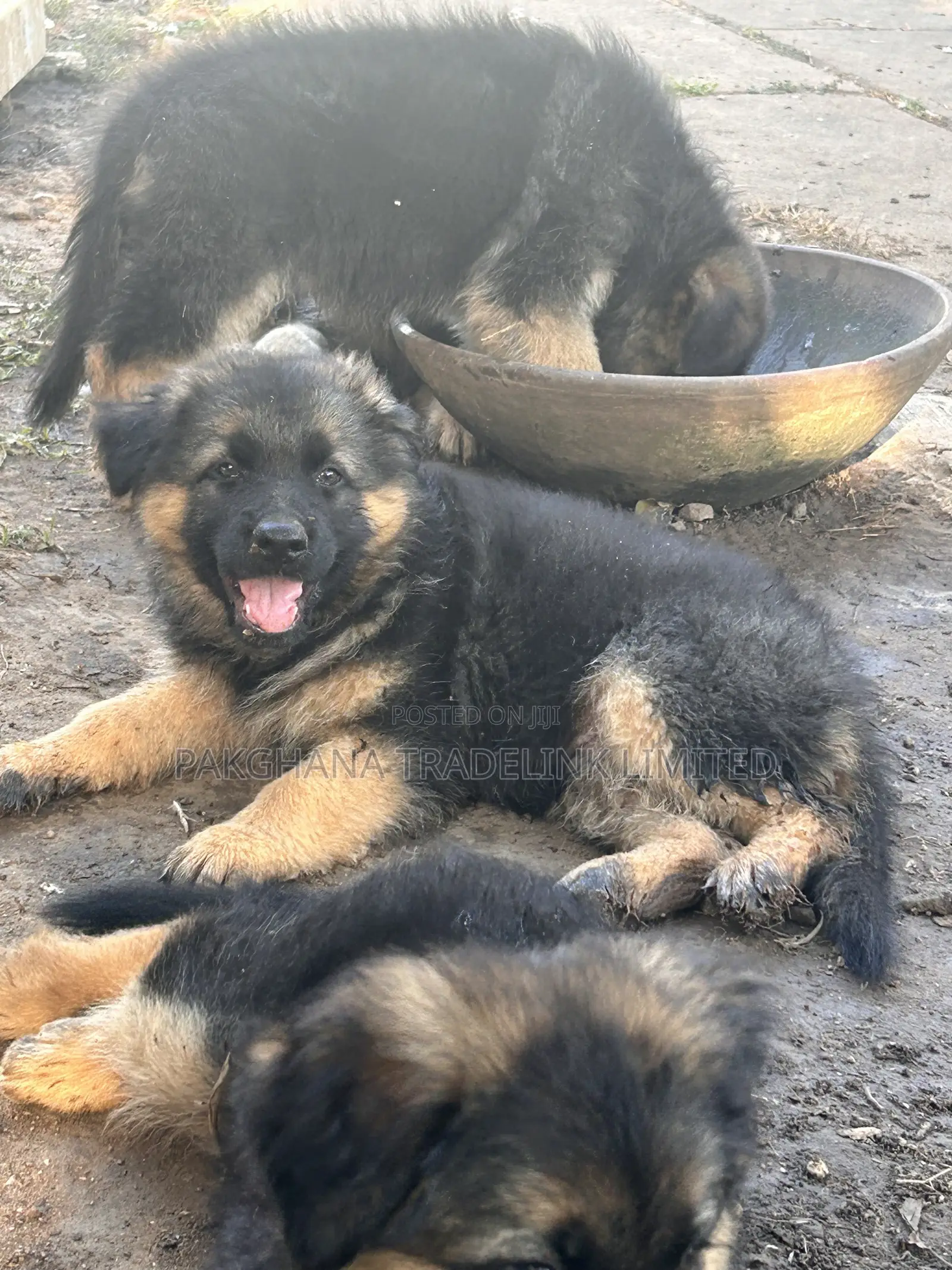 1-3 months Male Purebred German Shepherd