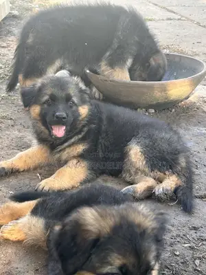 1-3 months Male Purebred German Shepherd