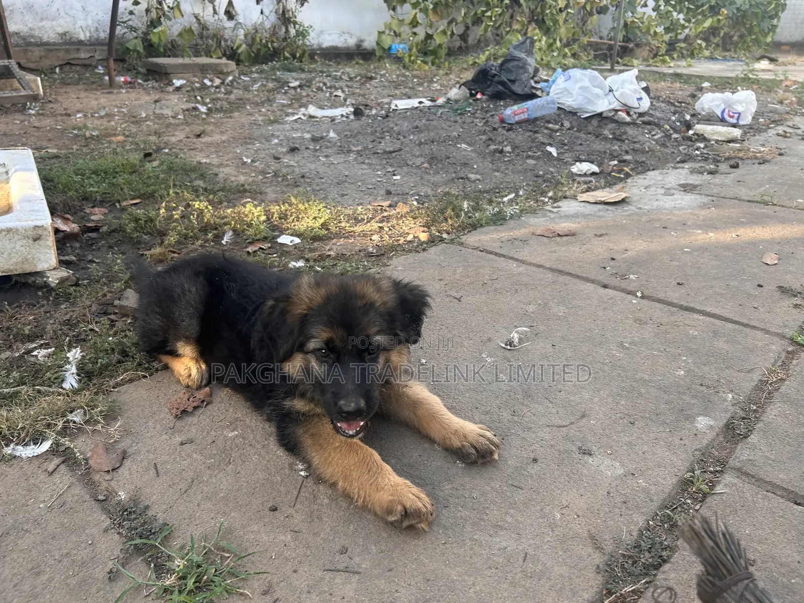 1-3 months Male Purebred German Shepherd