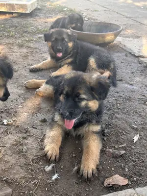 1-3 months Male Purebred German Shepherd