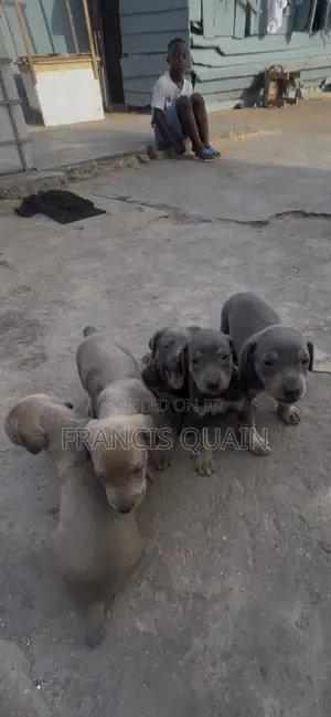 1-3 months Male Purebred Doberman Pinscher