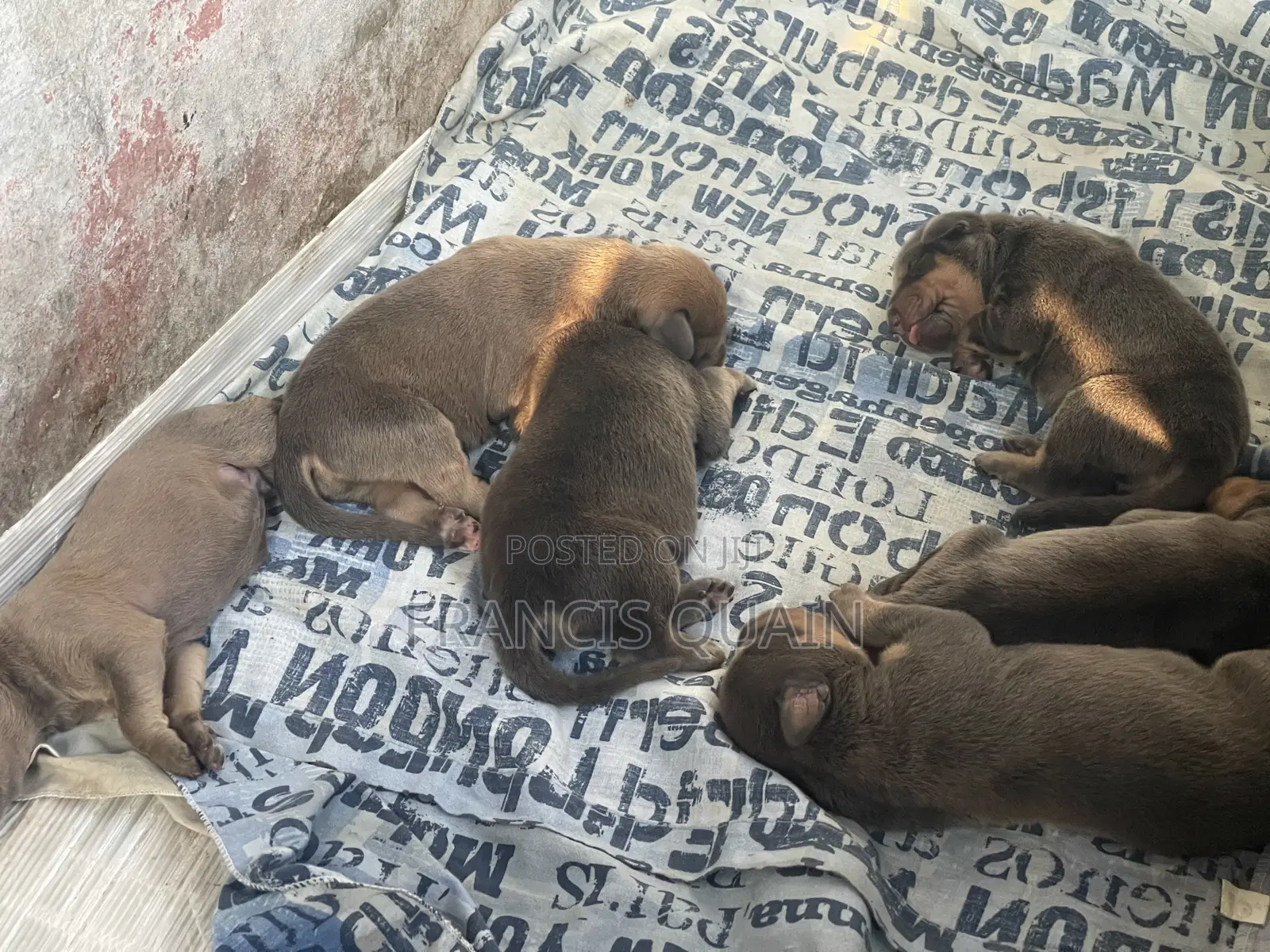 1-3 months Male Purebred Doberman Pinscher