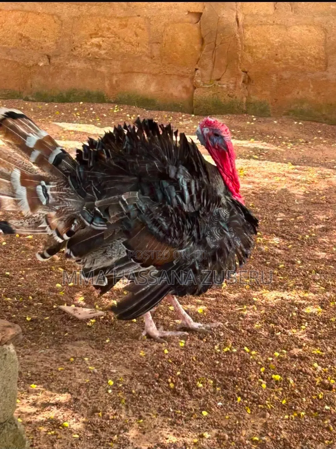 Turkey for Sale