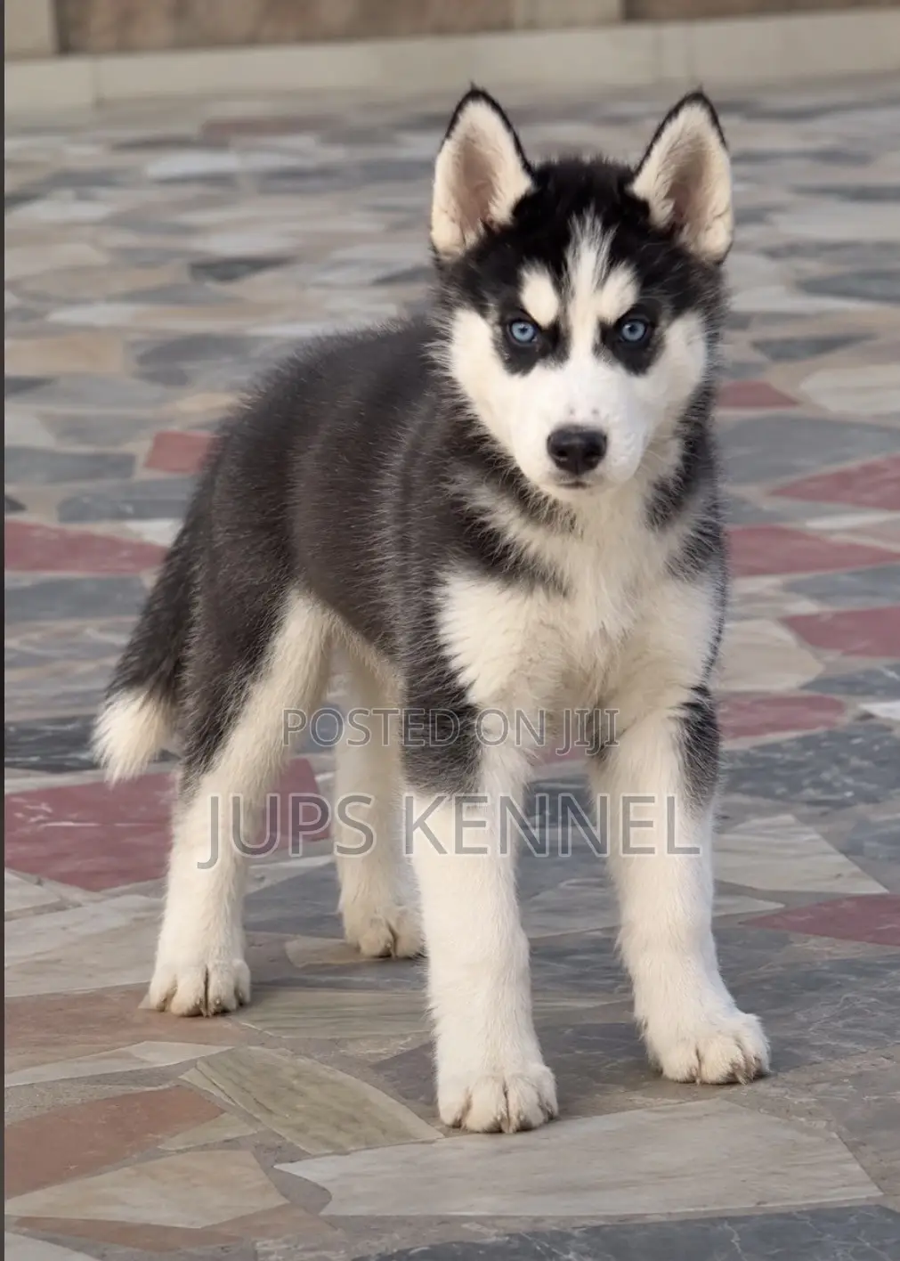 1-3 months Male Purebred Siberian Husky