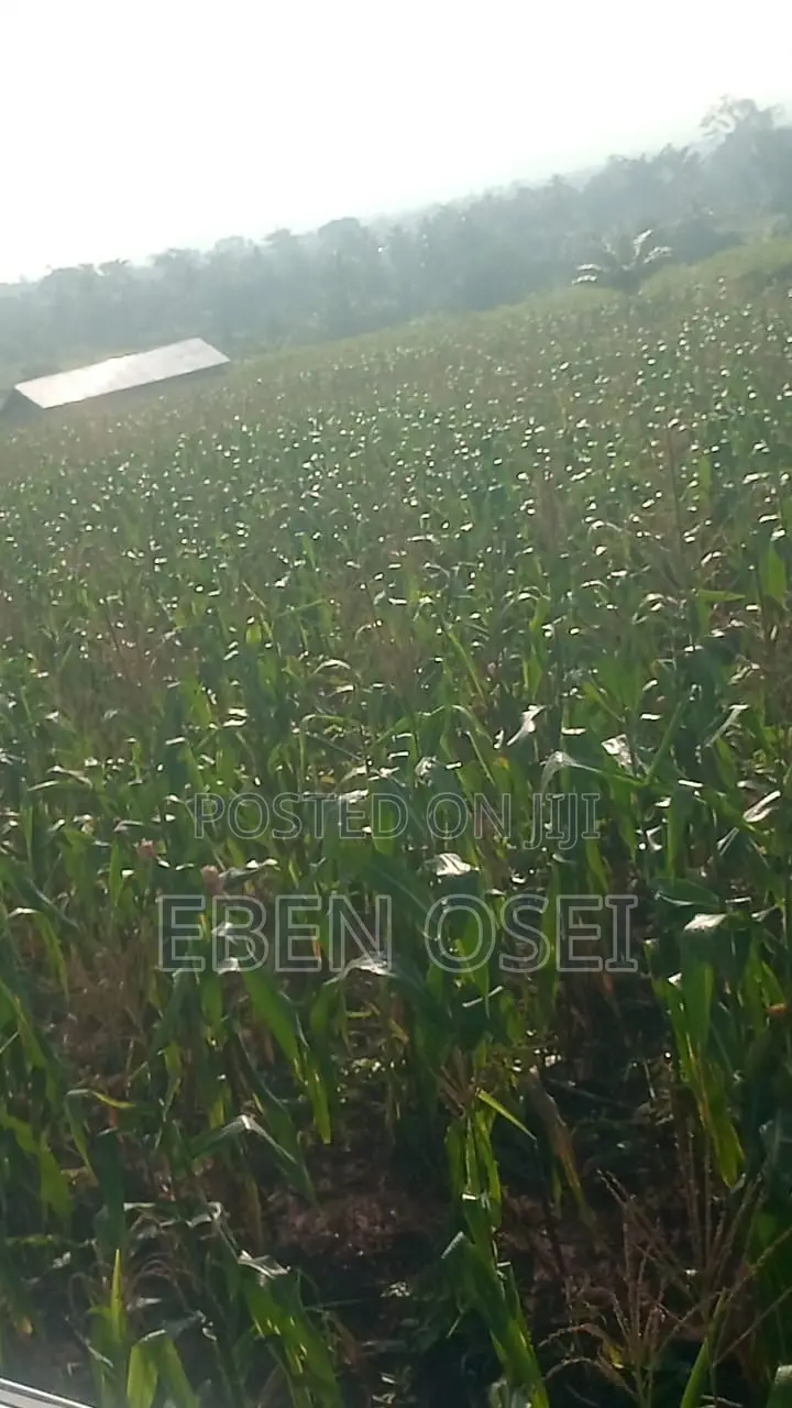 Land for Sale at Adeiso Right Behind Kasapreko Factory