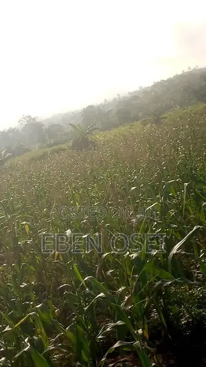 Land for Sale at Adeiso Right Behind Kasapreko Factory