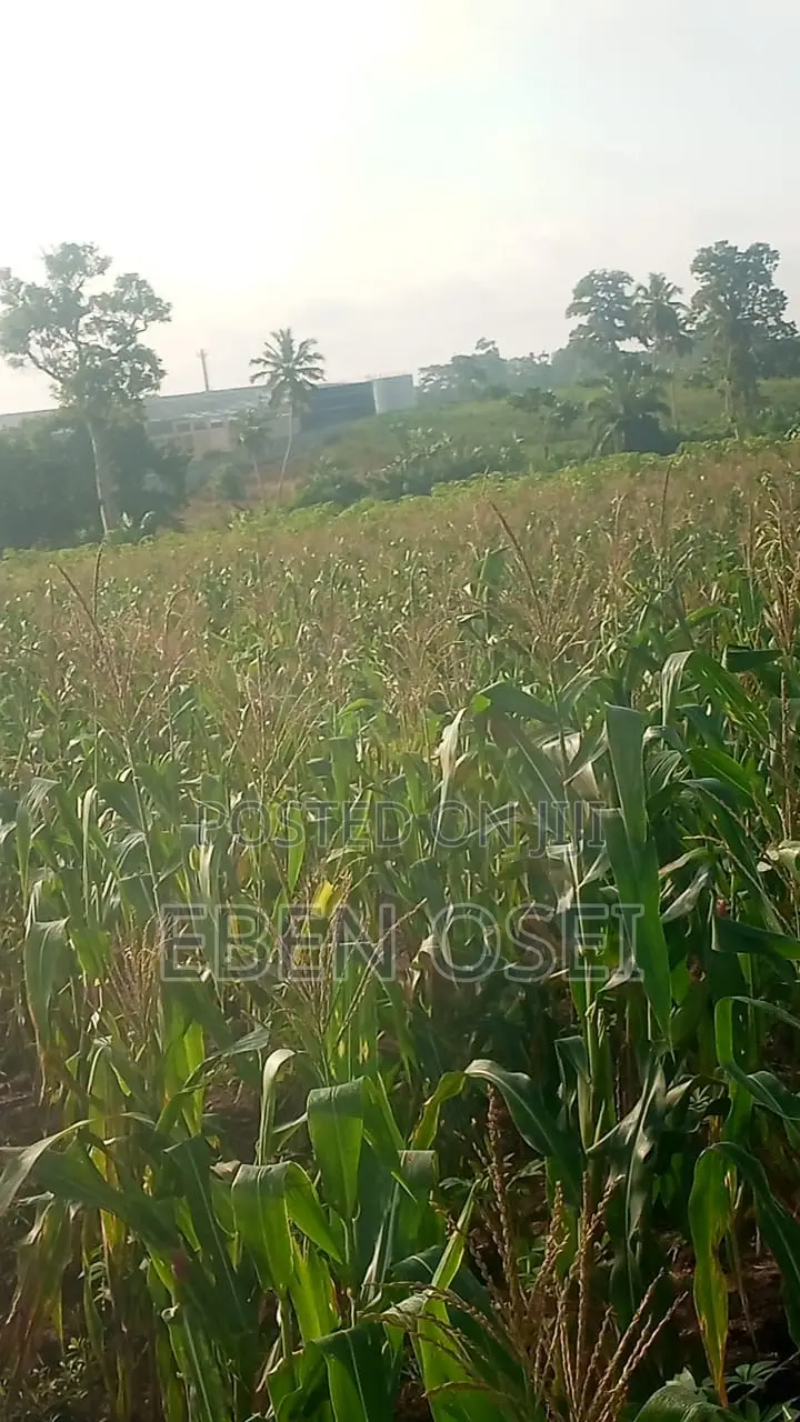 Land for Sale at Adeiso Right Behind Kasapreko Factory