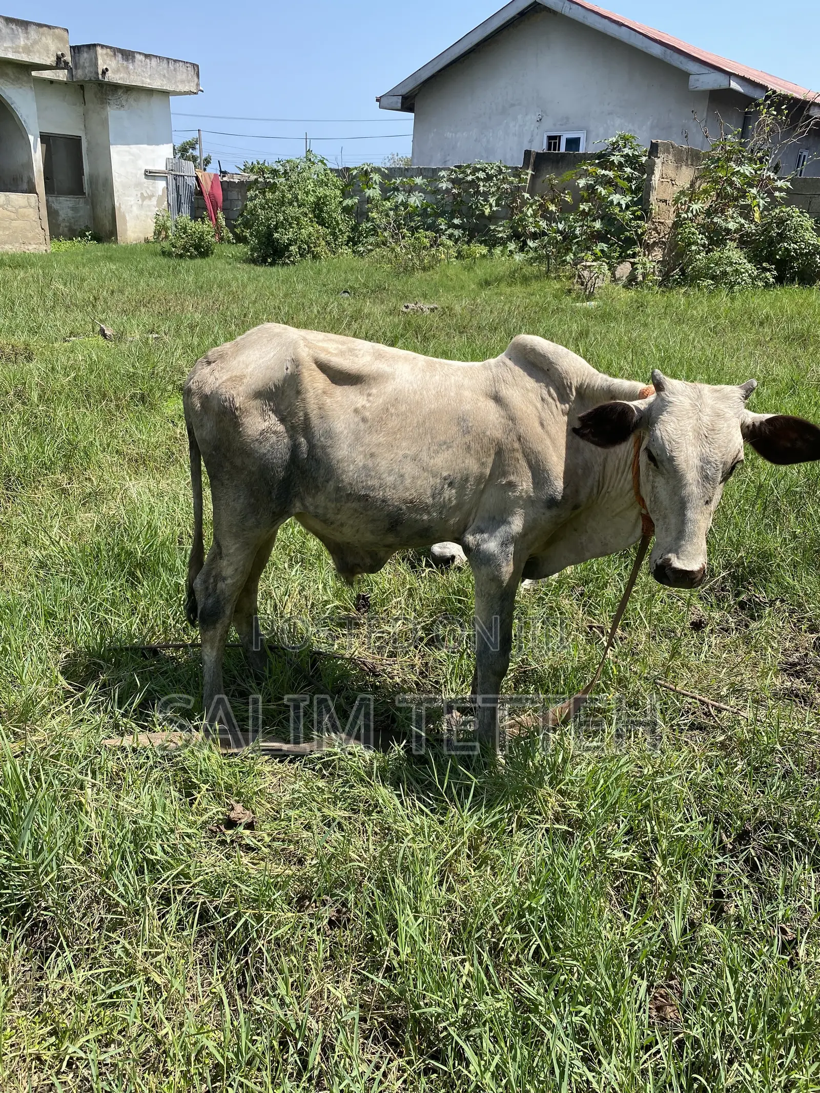 Cow 4k Going for Cool Price