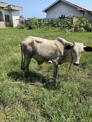 Cow 4k Going for Cool Price