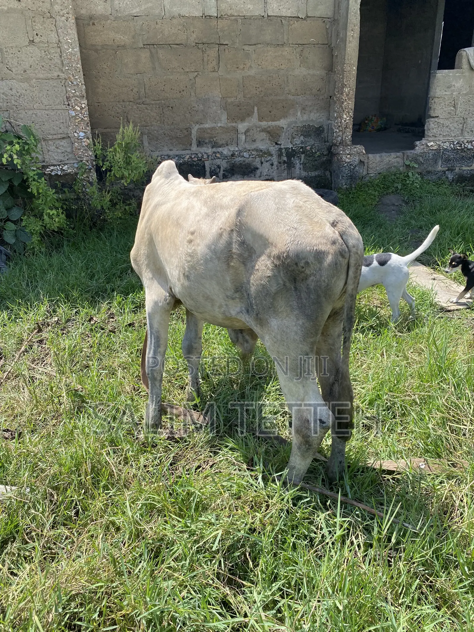 Cow 4k Going for Cool Price