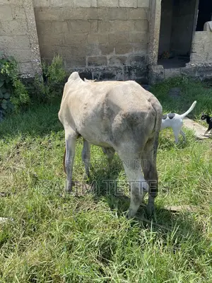 Cow 4k Going for Cool Price