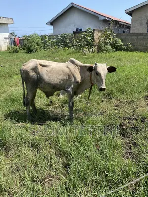 Cow 4k Going for Cool Price
