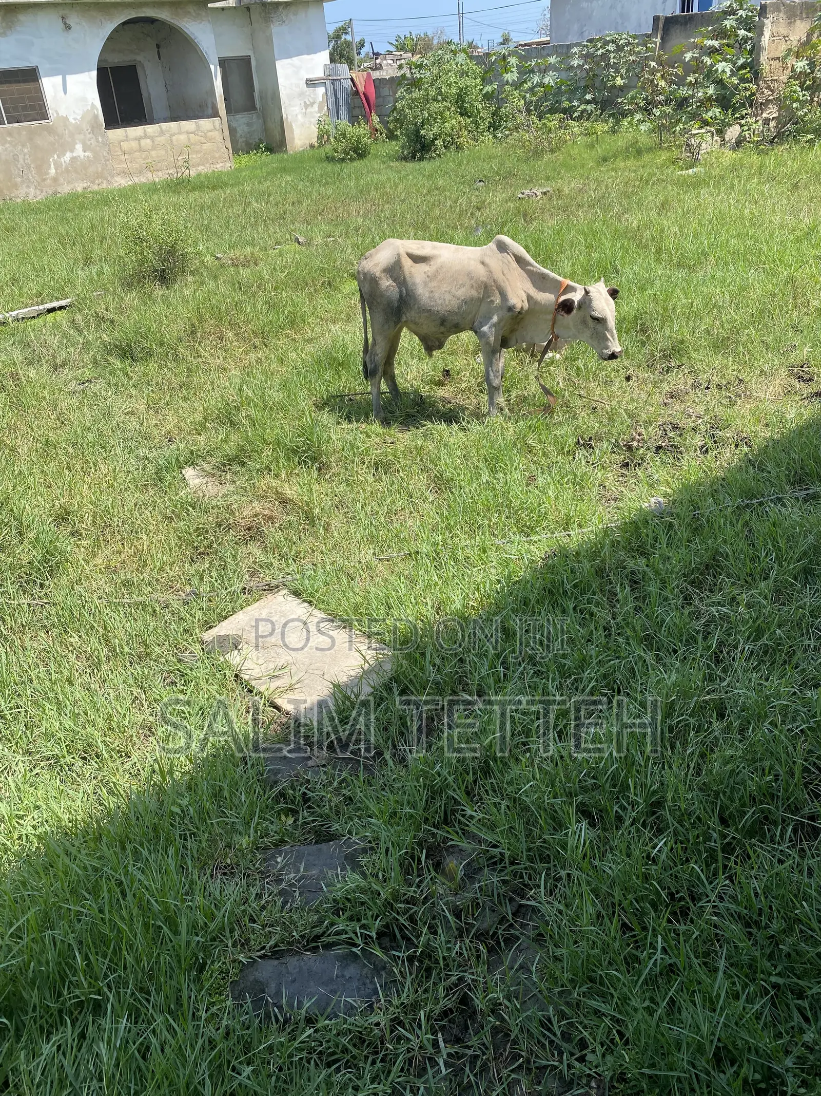 Cow 4k Going for Cool Price