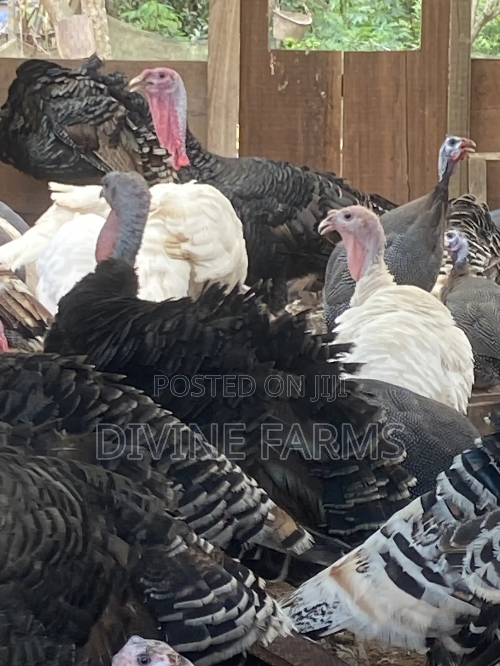 Guinea Fowls, Turkeys, Hens & Eggs for Sale —