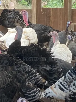 Guinea Fowls, Turkeys, Hens & Eggs for Sale —