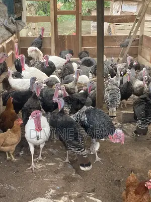 Guinea Fowls, Turkeys, Hens & Eggs for Sale —