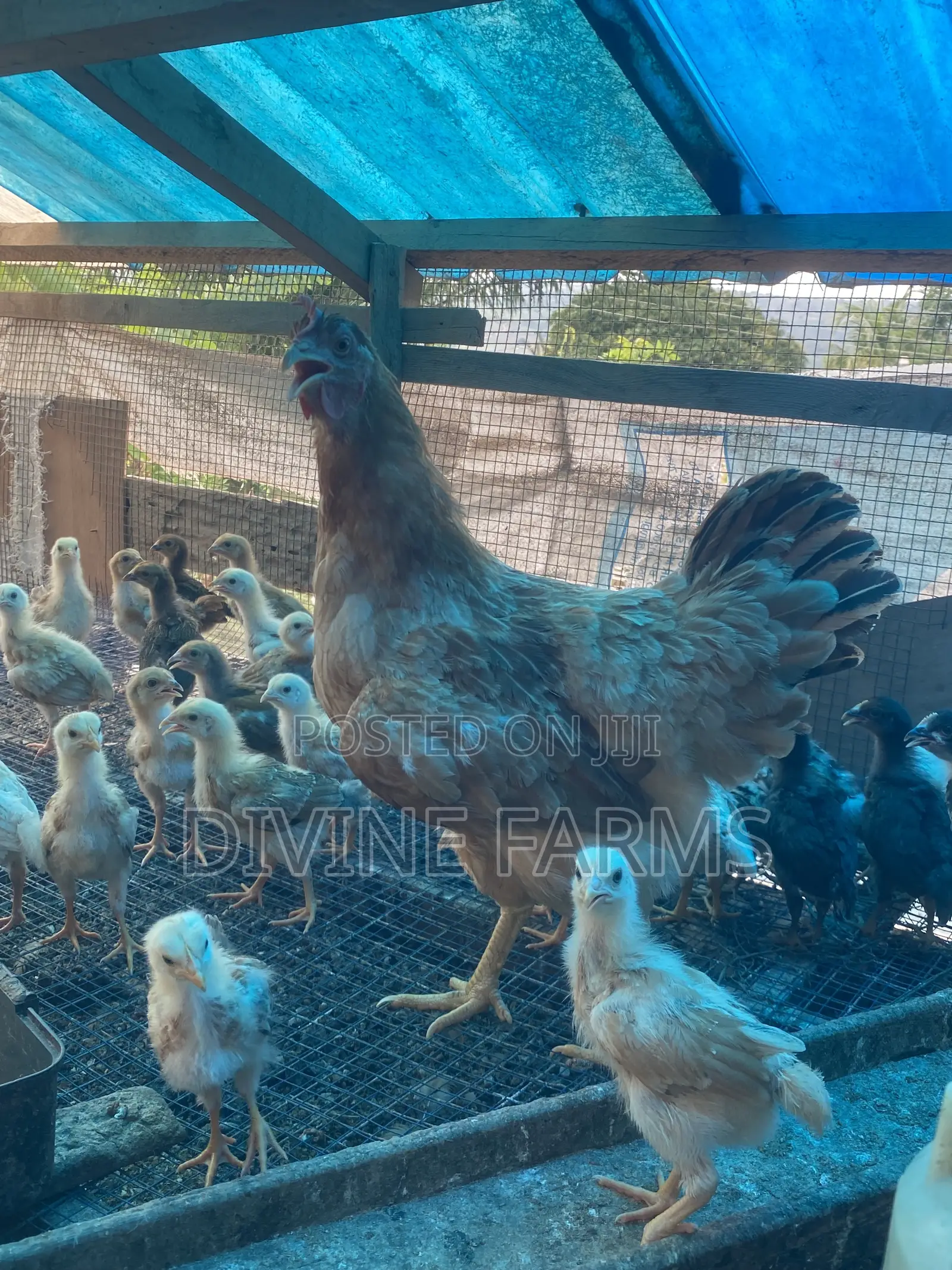 Guinea Fowls, Turkeys, Hens & Eggs for Sale —