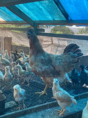 Guinea Fowls, Turkeys, Hens & Eggs for Sale —