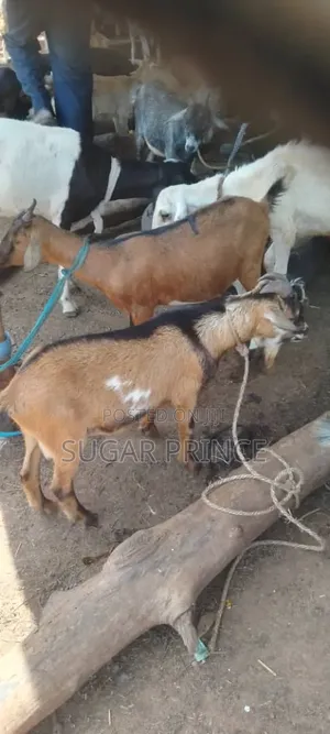 Cheap Male Goats