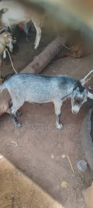 Cheap Male Goats