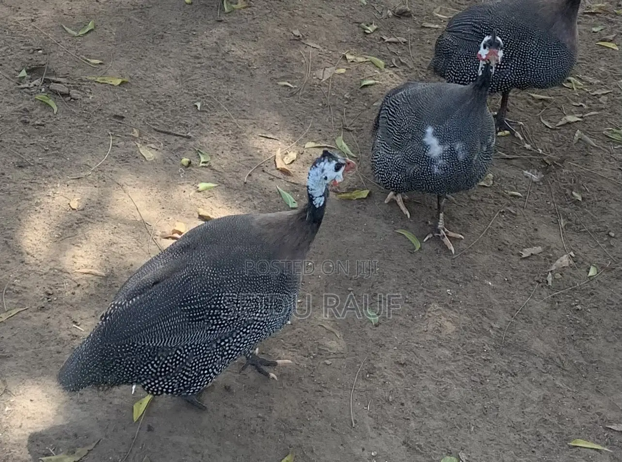 Guinea Fowls