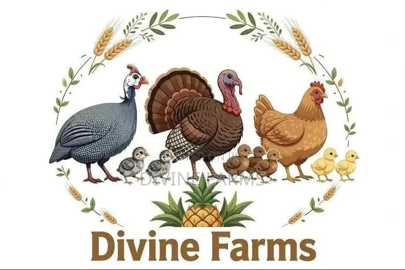 Guinea Fowls, Turkeys, Hens & Eggs for Sale —