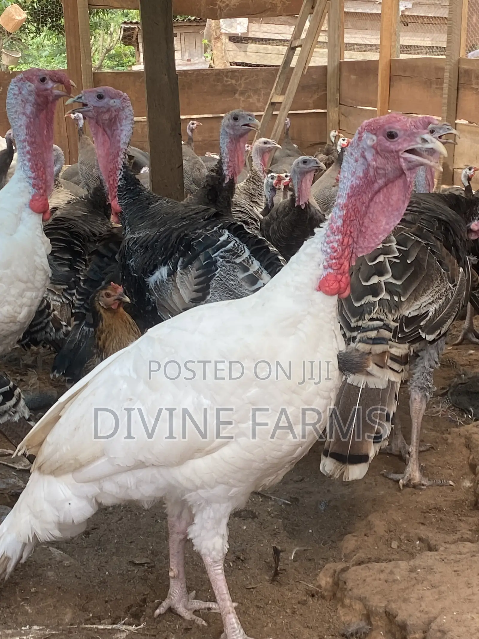 Guinea Fowls, Turkeys, Hens & Eggs for Sale —