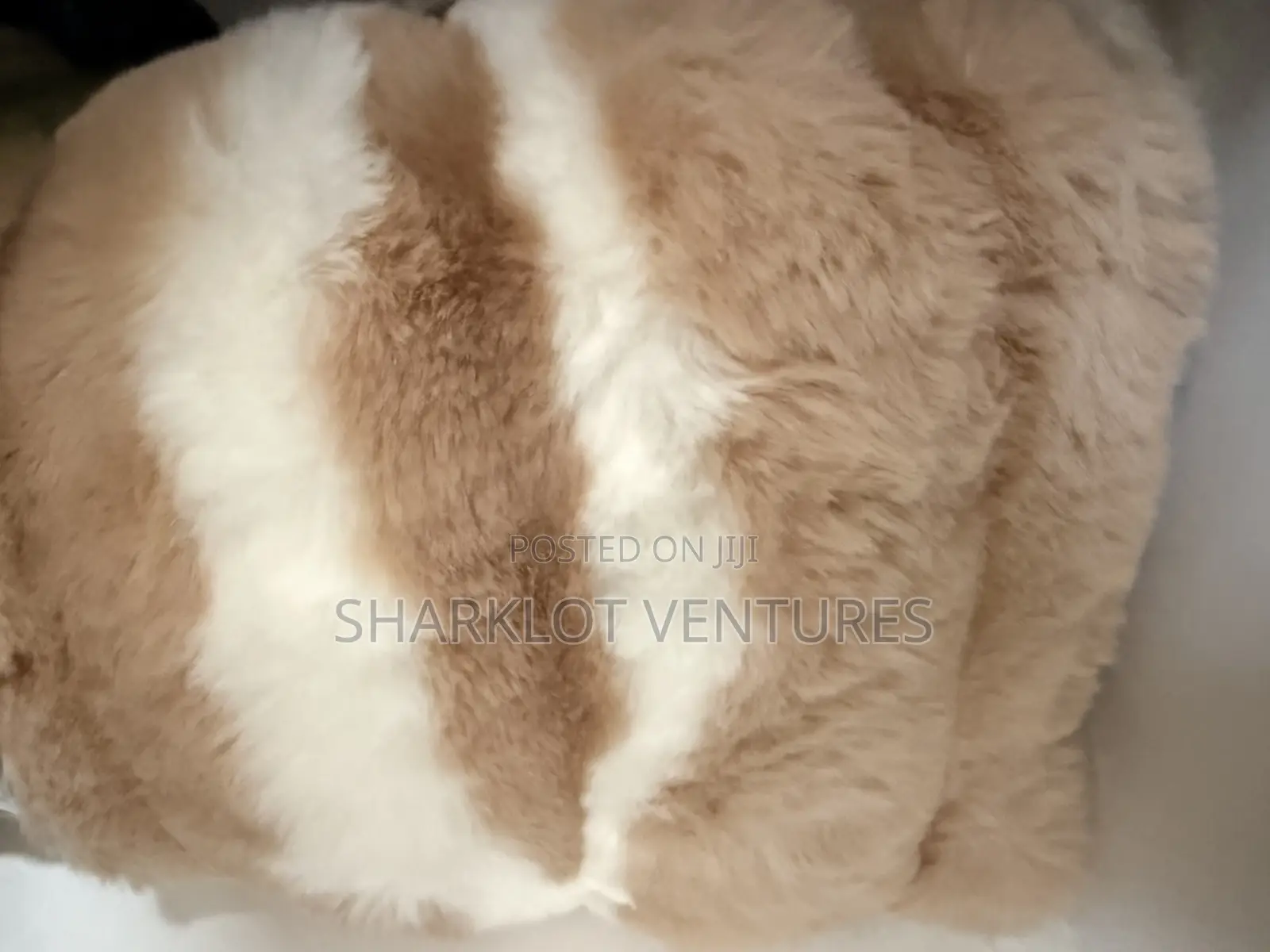 200x300 Light Yellow Fluffy Carpet
