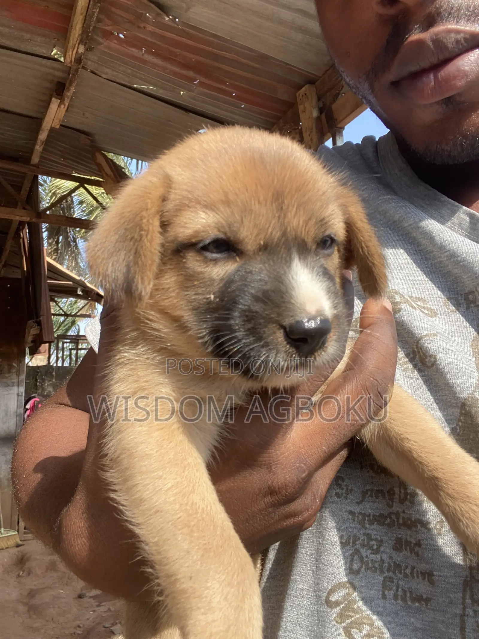 1-3 months Male Mixed Breed Dog