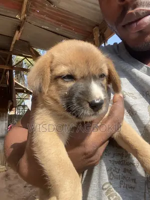 1-3 months Male Mixed Breed Dog