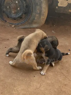 1-3 months Male Mixed Breed Dog