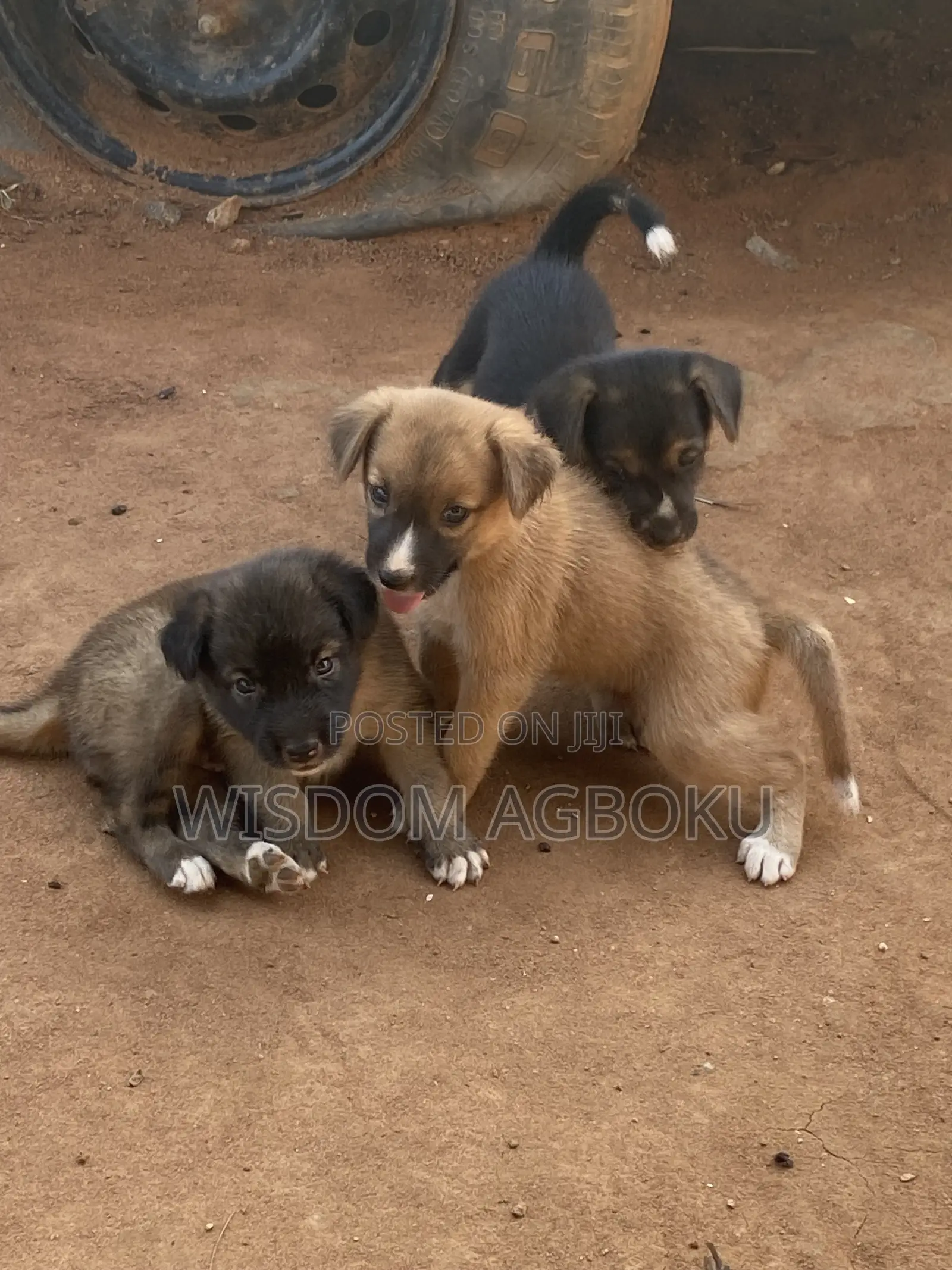 1-3 months Male Mixed Breed Dog