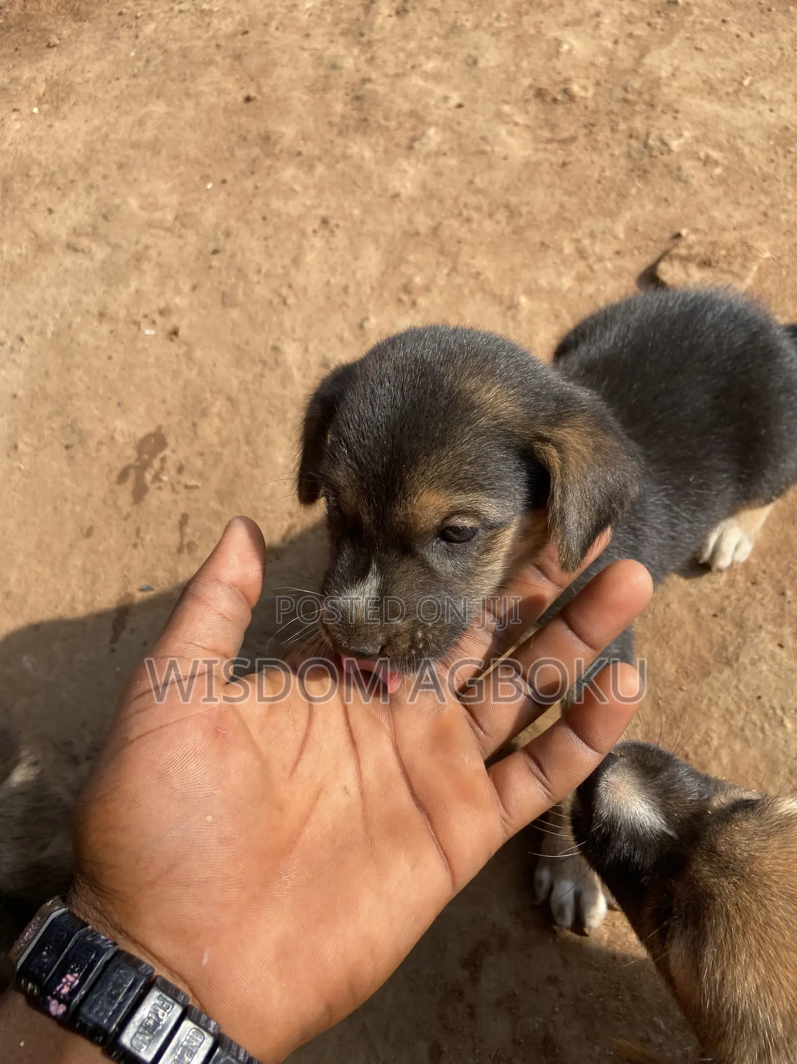 1-3 months Male Mixed Breed Dog