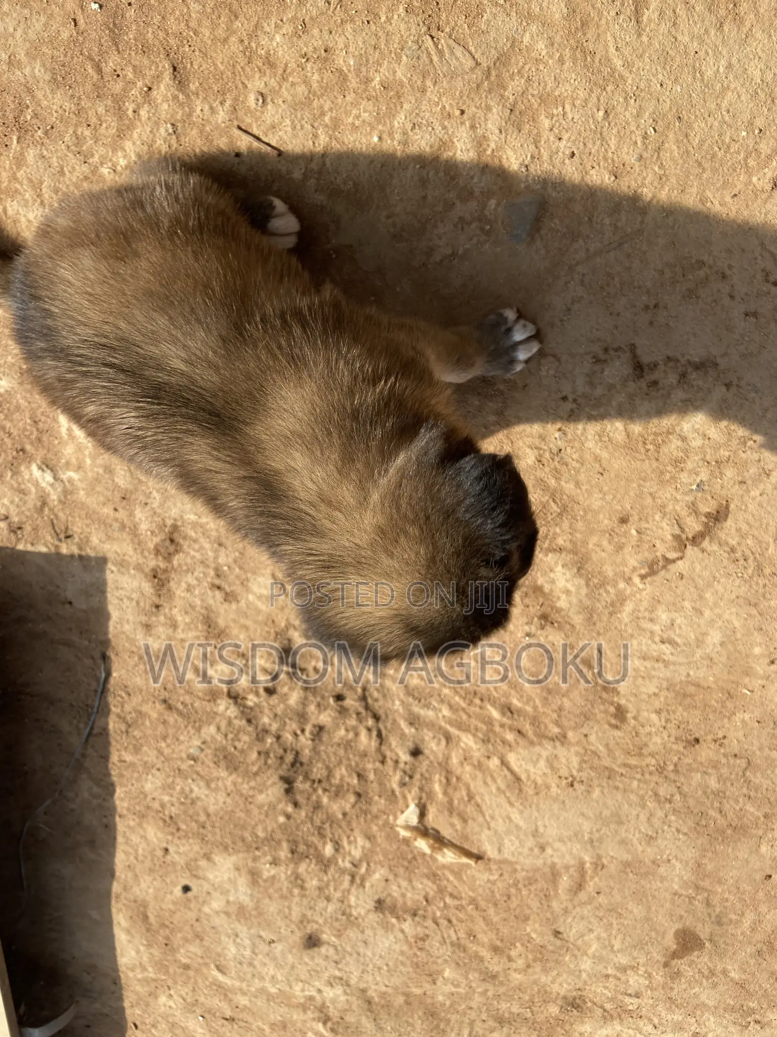 1-3 months Male Mixed Breed Dog
